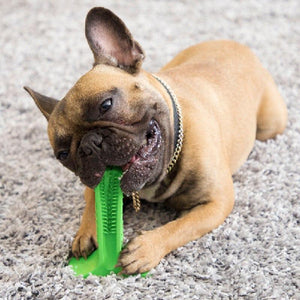 Brosse À Dent Pour Chien : Les soins dentaires domicile pour vos chiens