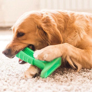 Brosse À Dent Pour Chien : Les soins dentaires domicile pour vos chiens